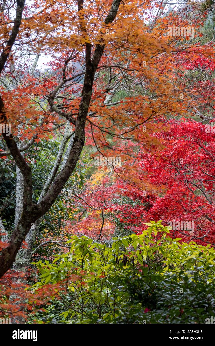 Garten mit Herbstfarben, ursprünglich erstellt von Musō Soseki, der Tenryū-ji Zen-buddhistischen Tempel, Kyoto, Japan Stockfoto