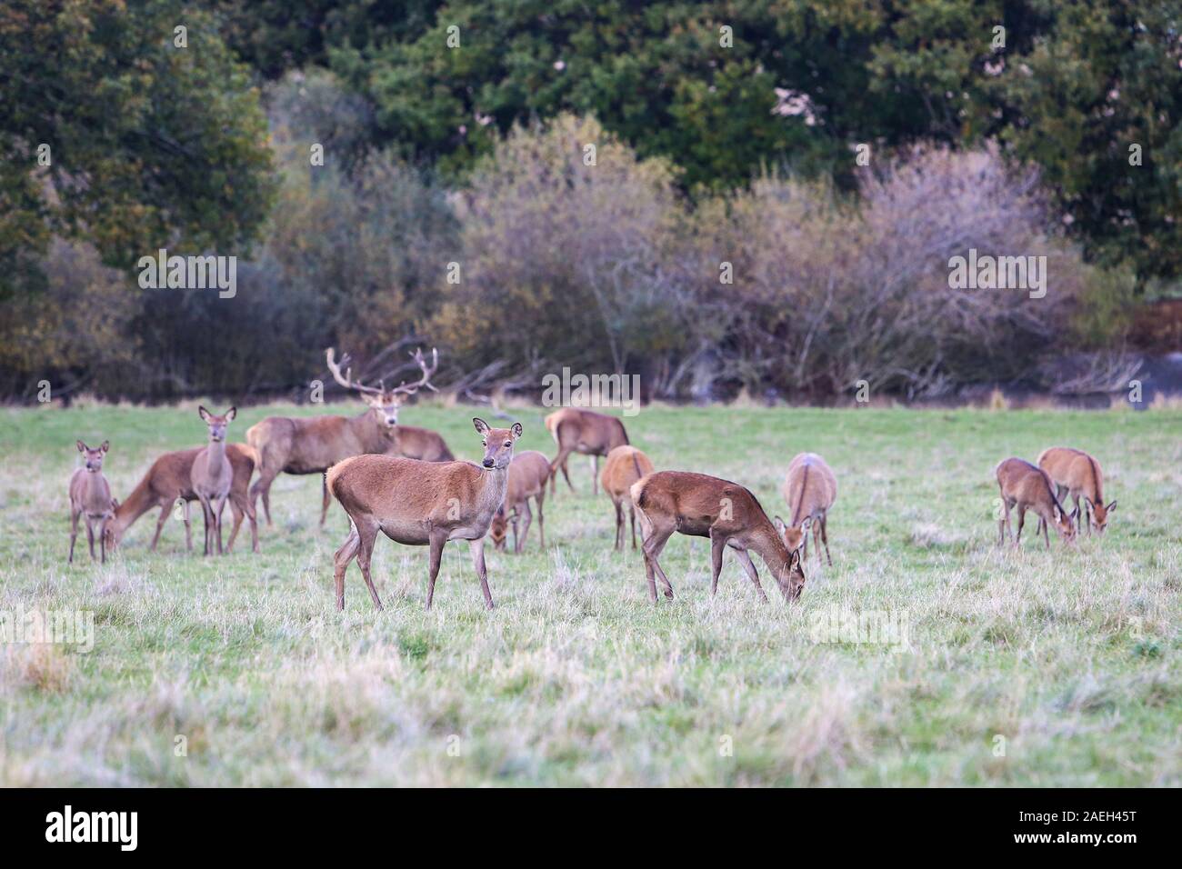 Rothirsch, Wentworth Castle, South Yorkshire Stockfoto