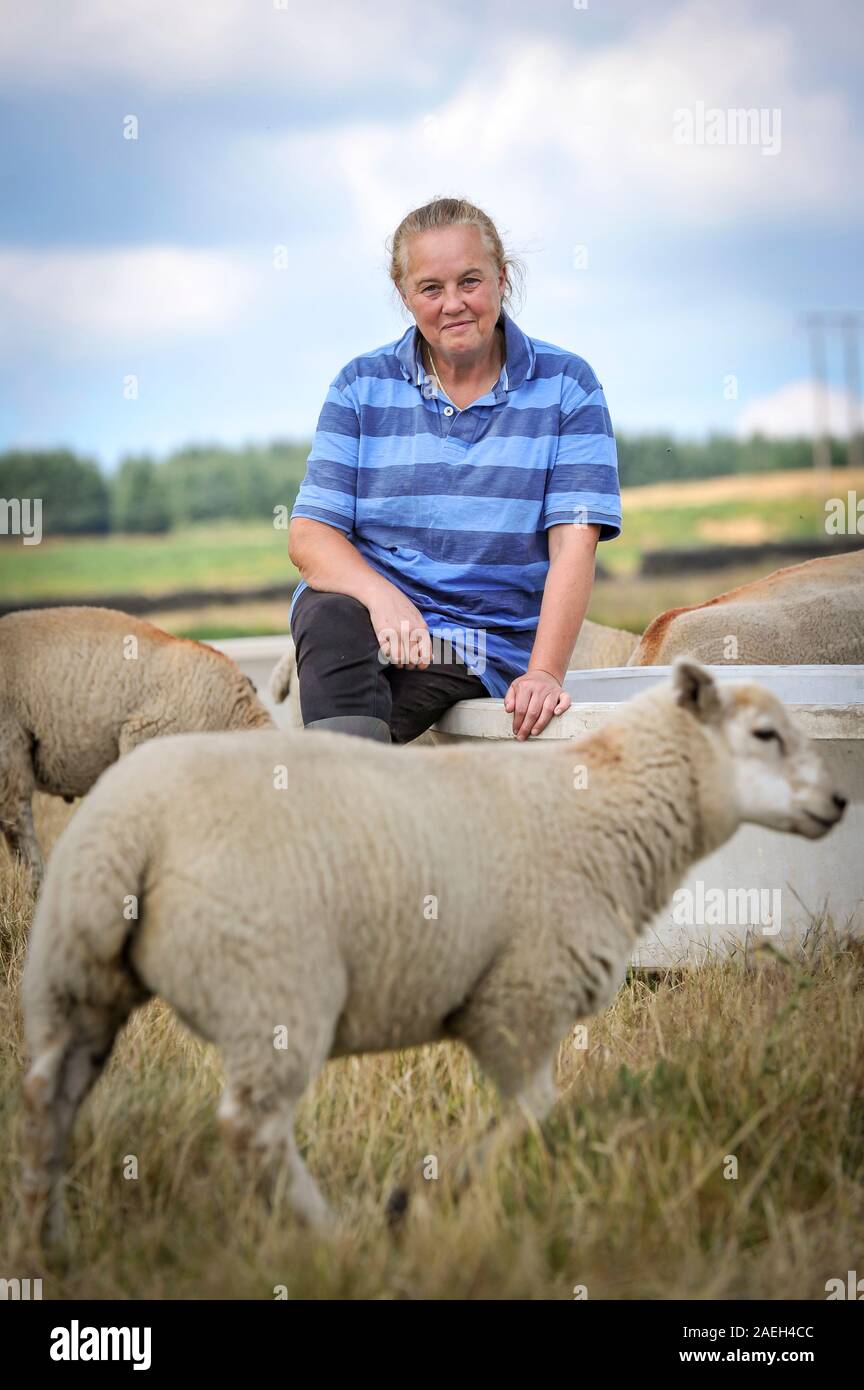 Shepherdess Sheree Williams aus Mountain Ash, Wales UK. Heißes Wetter und Dürre haben sie gezwungen, Wassertanks bis zu ihren Schafen auf höherem Land zu fahren Stockfoto