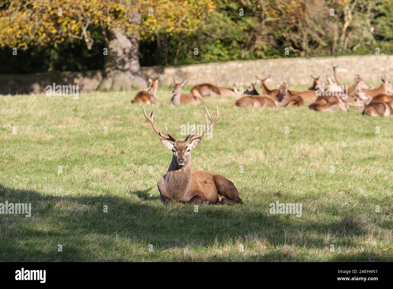 Rothirsch, Wentworth Castle, South Yorkshire Stockfoto