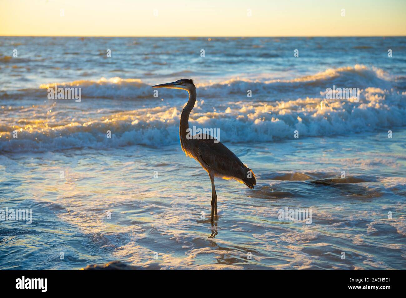 Seitenansicht eines einsamen Reiher stehend am Ufer bei Sonnenuntergang, mit Gold gespitzt Wellen im Hintergrund Stockfoto