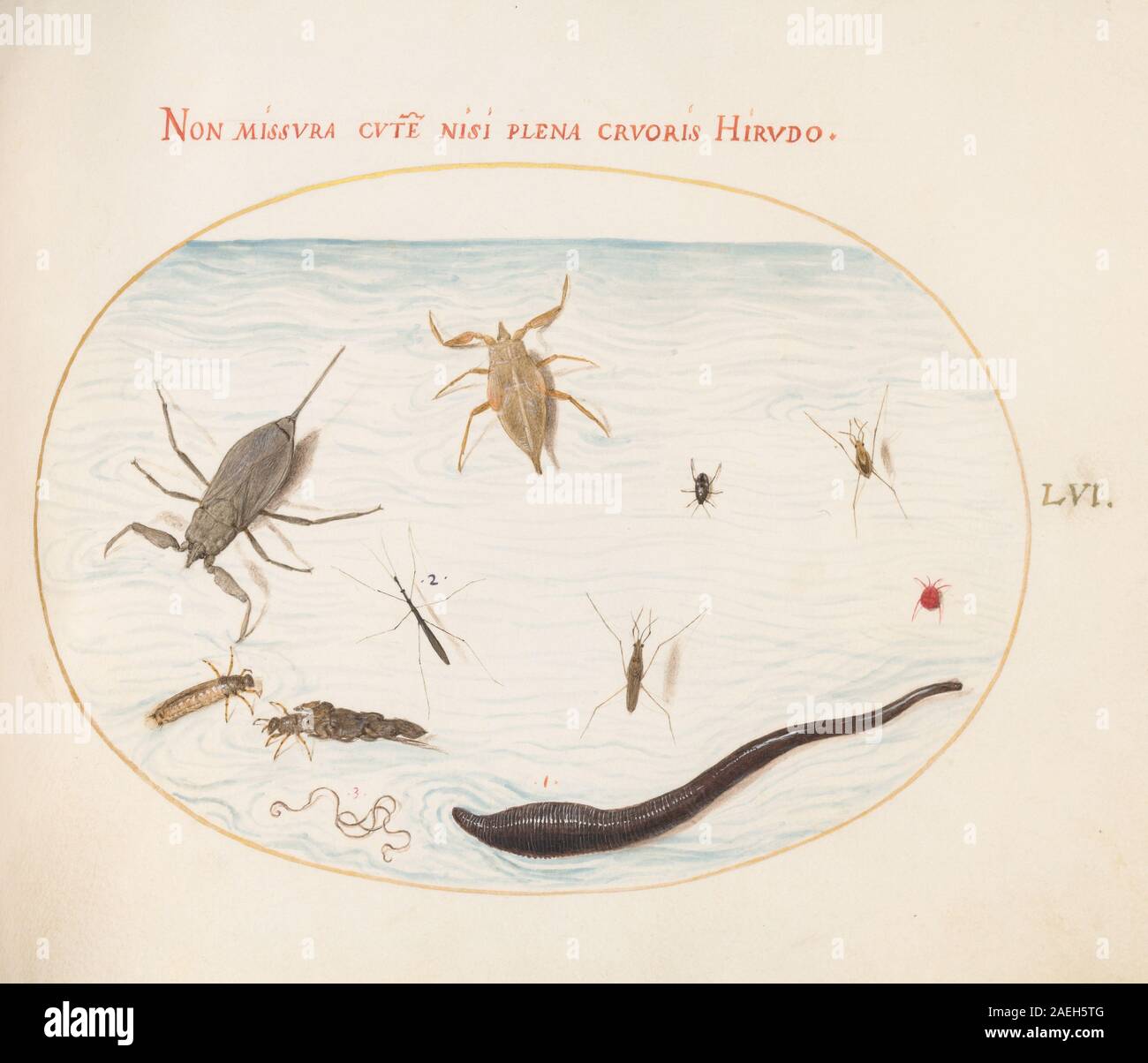 Joris Hoefnagel, Animalia Aqvatilia et Cochiliata (aqva) - Platte LVI, c 1575-1580 Animalia Aqvatilia et Cochiliata (aqva): Platte LVI; c. 1575/1580 Stockfoto