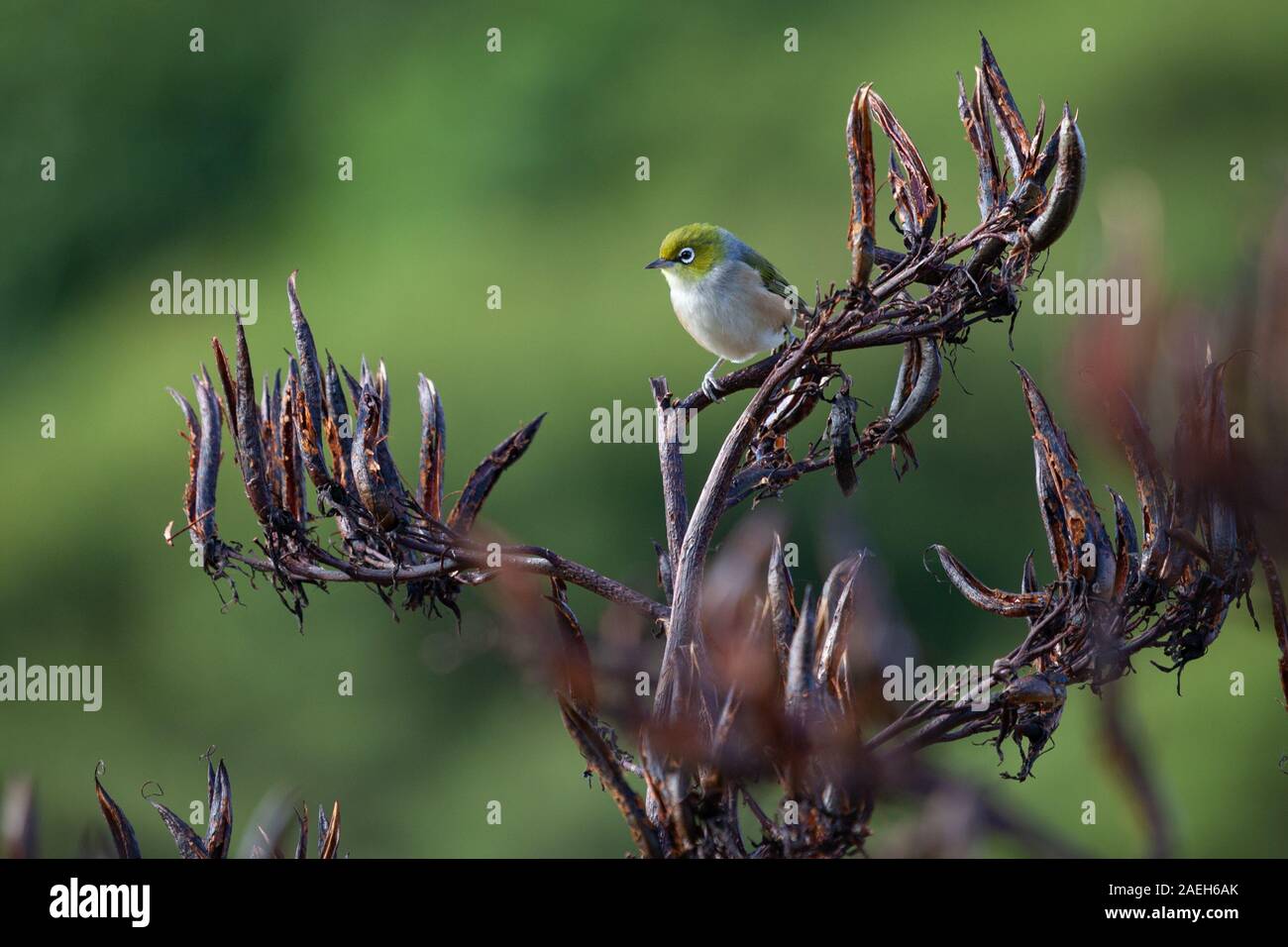 In der Nähe von Silvereye Wax-Eye oder Vogel (Convolvulus lateralis) auf dem Flachs Anlage auf Kapiti Island, North Island, Neuseeland thront, mit unscharfen Hintergrund Stockfoto