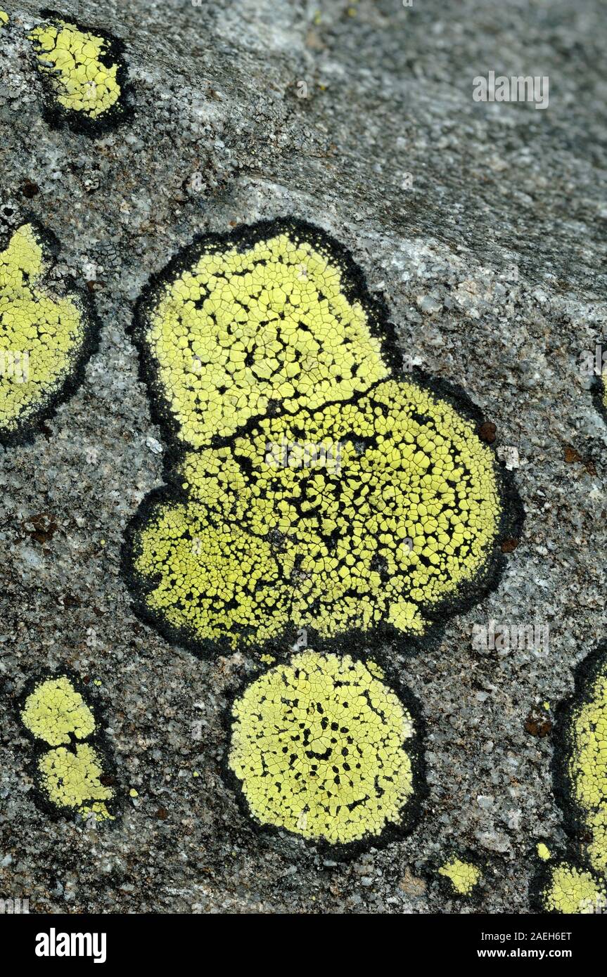 Abstrakte Muster oder natürlichen Formen der Flechten Thalli von Map Flechten, Rhizocarpon geographicum wächst auf Alpine Rock in den europäischen Alpen. Stockfoto