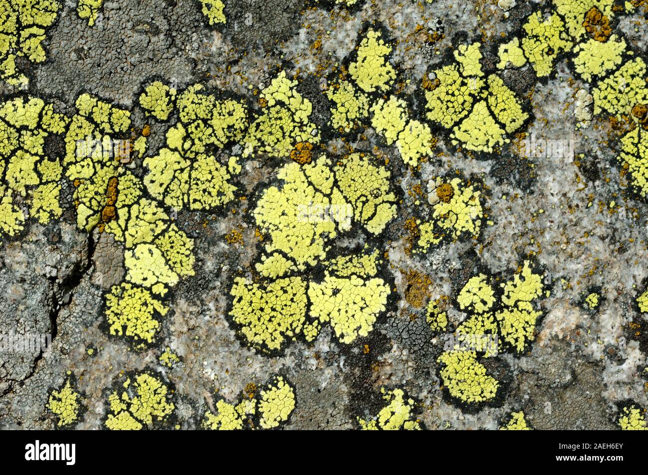 Abstrakte Muster oder natürlichen Formen der Flechten Thalli von Map Flechten, Rhizocarpon geographicum wächst auf Alpine Rock in den europäischen Alpen. Stockfoto