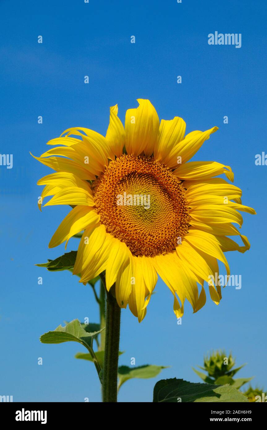 Einzige Gemeinsame Sonnenblume, Helianthus annuus, gegen den blauen Himmel der Provence Provence Frankreich Stockfoto