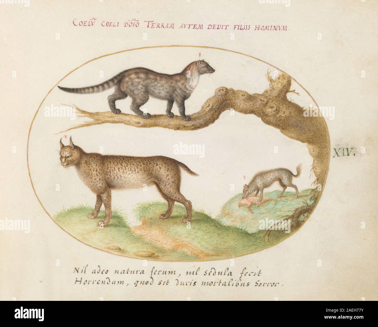 Joris Hoefnagel, Animalia Qvadrvpedia et Reptilia (Terra) - Platte XIV, c 1575-1580 Animalia Qvadrvpedia et Reptilia (Terra): Platte XIV; c. 1575/1580 Stockfoto