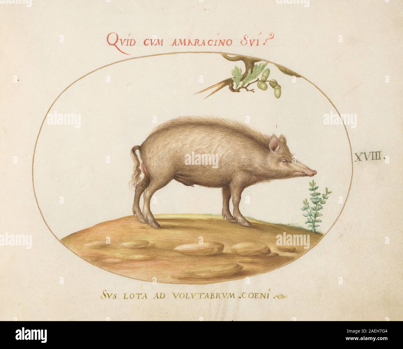 Joris Hoefnagel, Animalia Qvadrvpedia et Reptilia (Terra) - Platte XVIII, c 1575-1580 Animalia Qvadrvpedia et Reptilia (Terra): Platte XVIII; c. 1575/1580 Stockfoto