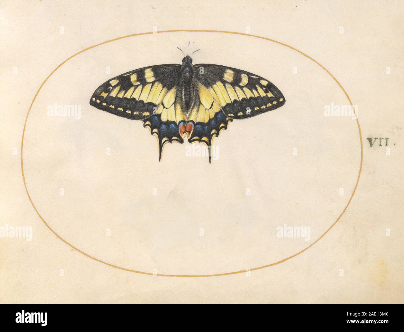 Joris Hoefnagel, Animalia Rationalia et Insecta (Ignis) - Platte VII, c 1575-1580 Animalia Rationalia et Insecta (Ignis): Platte VII; c. 1575/1580 Stockfoto