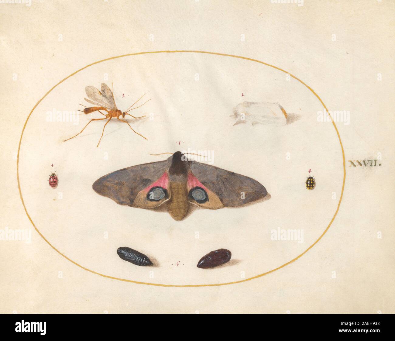 Joris Hoefnagel, Animalia Rationalia et Insecta (Ignis) - Platte XXVII, c 1575-1580 Animalia Rationalia et Insecta (Ignis): Platte XXVII; c. 1575/1580 Stockfoto