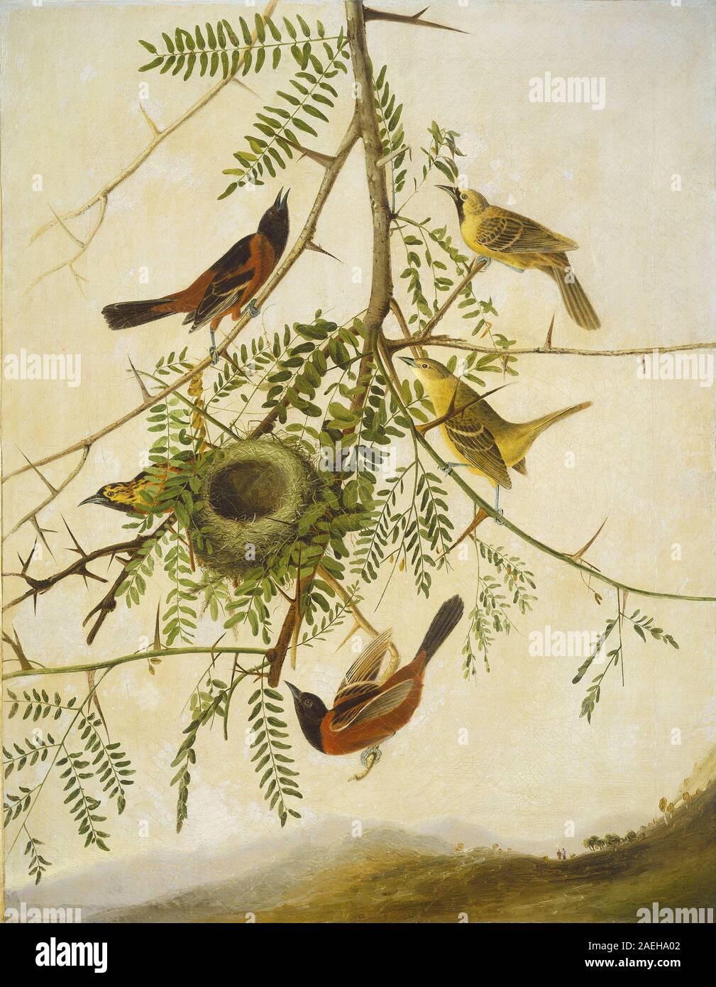 Joseph Bartholomäus Kidd, nachdem John James Audubon, Obstgarten Oriole, 1830-1832 Orchard Oriole; 1830/1832 Stockfoto