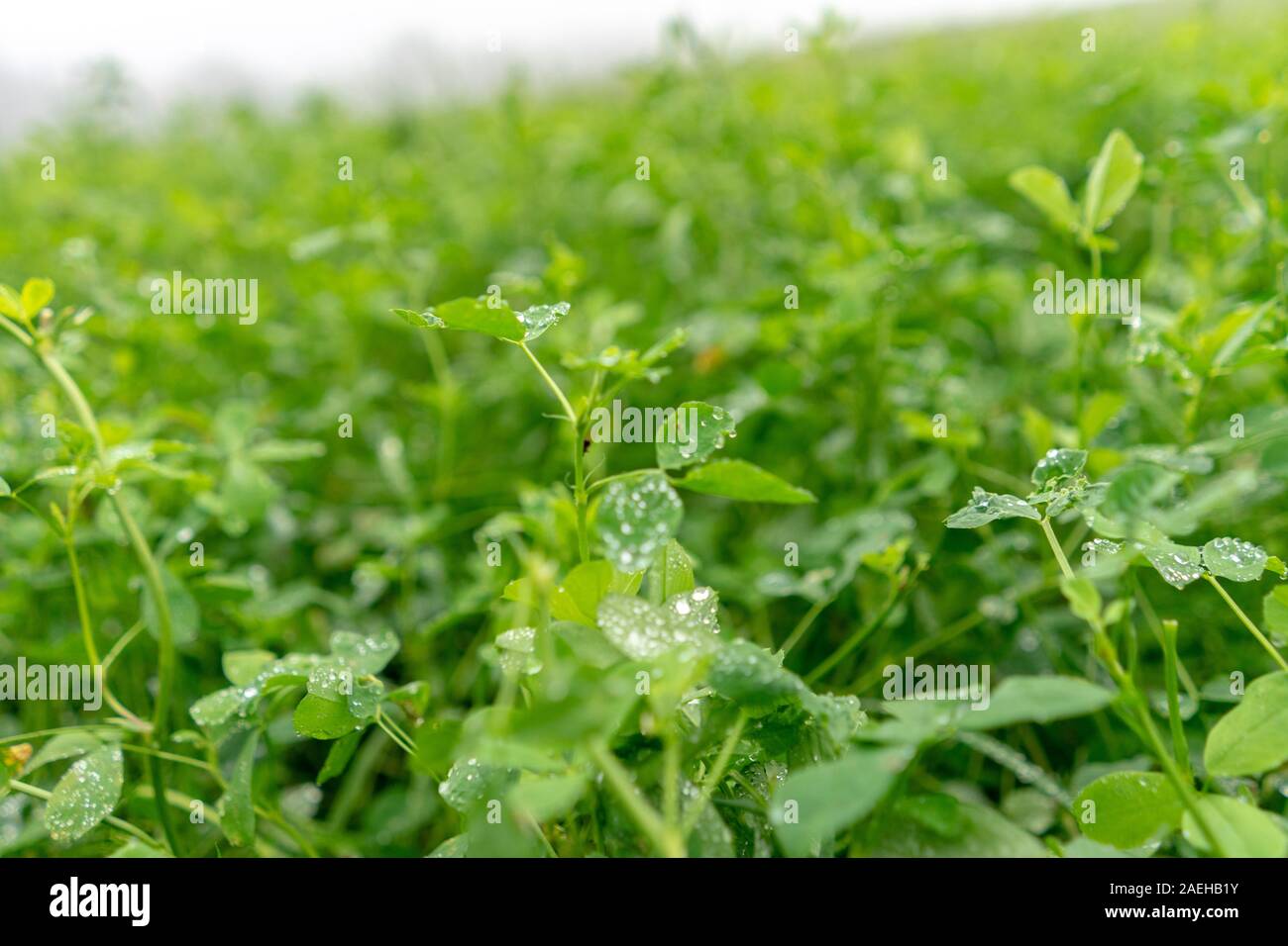 Suchen nach dem Regen Stockfoto