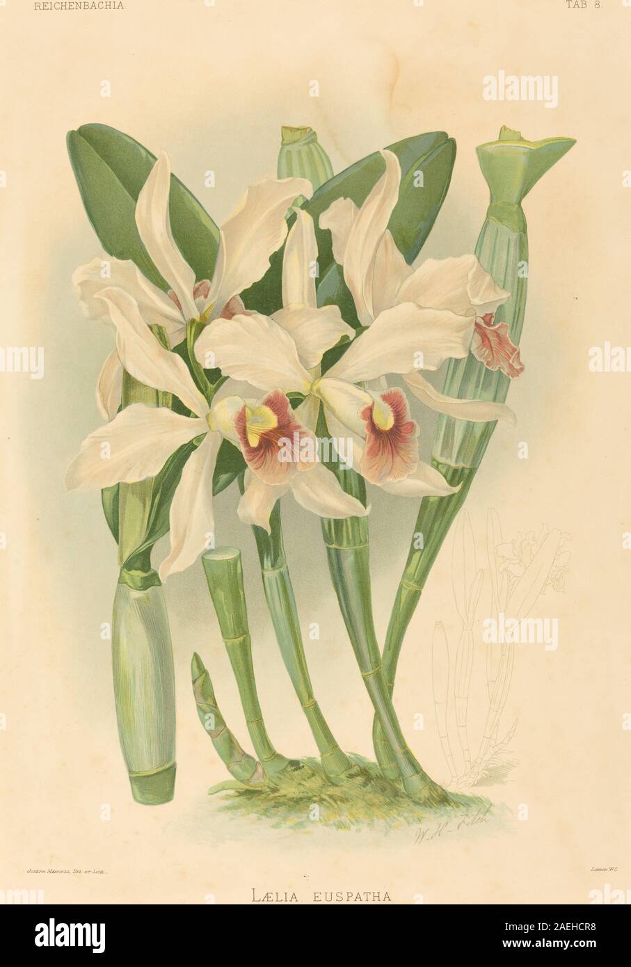 Botanische Illustration von Laelia Euspatha von Joseph Mansell nach Walter Hood Fitch, die detaillierte Blumen, Blätter und Stammstruktur mit wissenschaftlicher Genauigkeit zeigt. Stockfoto