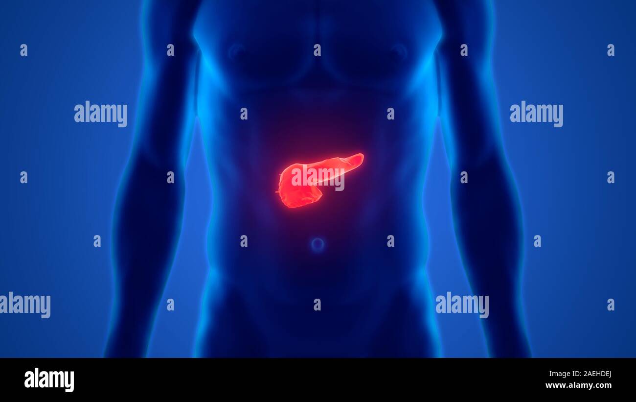 Menschliche interne Digestive Organ Pankreas Anatomie Stockfoto