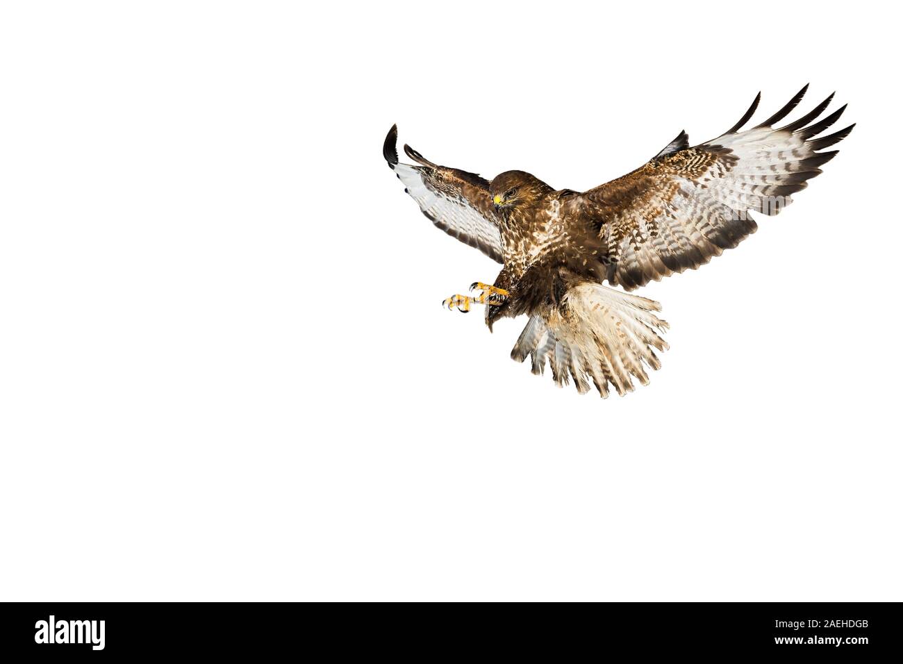 Wild Mäusebussard im Flug fangen mit den Krallen auf weißem Hintergrund Stockfoto