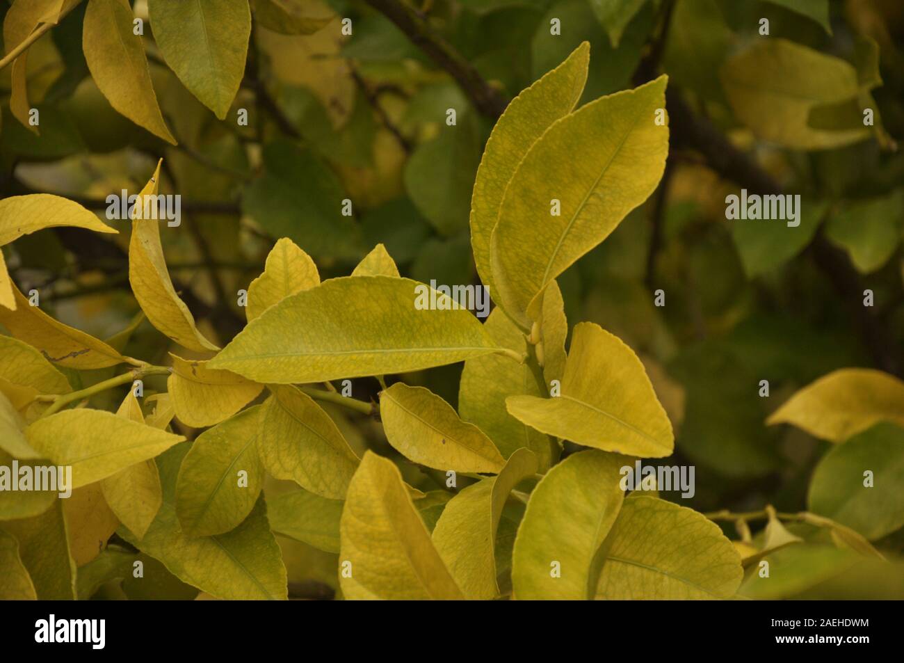 Blätter der Zitronenbaum im Garten Stockfoto