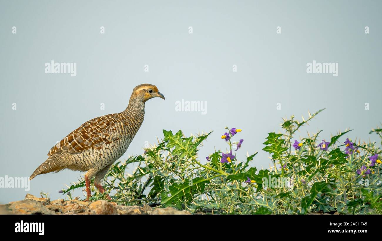 Grau Fracolin in einem dornigen Trockenrasen in Maharashtra, Indien Stockfoto