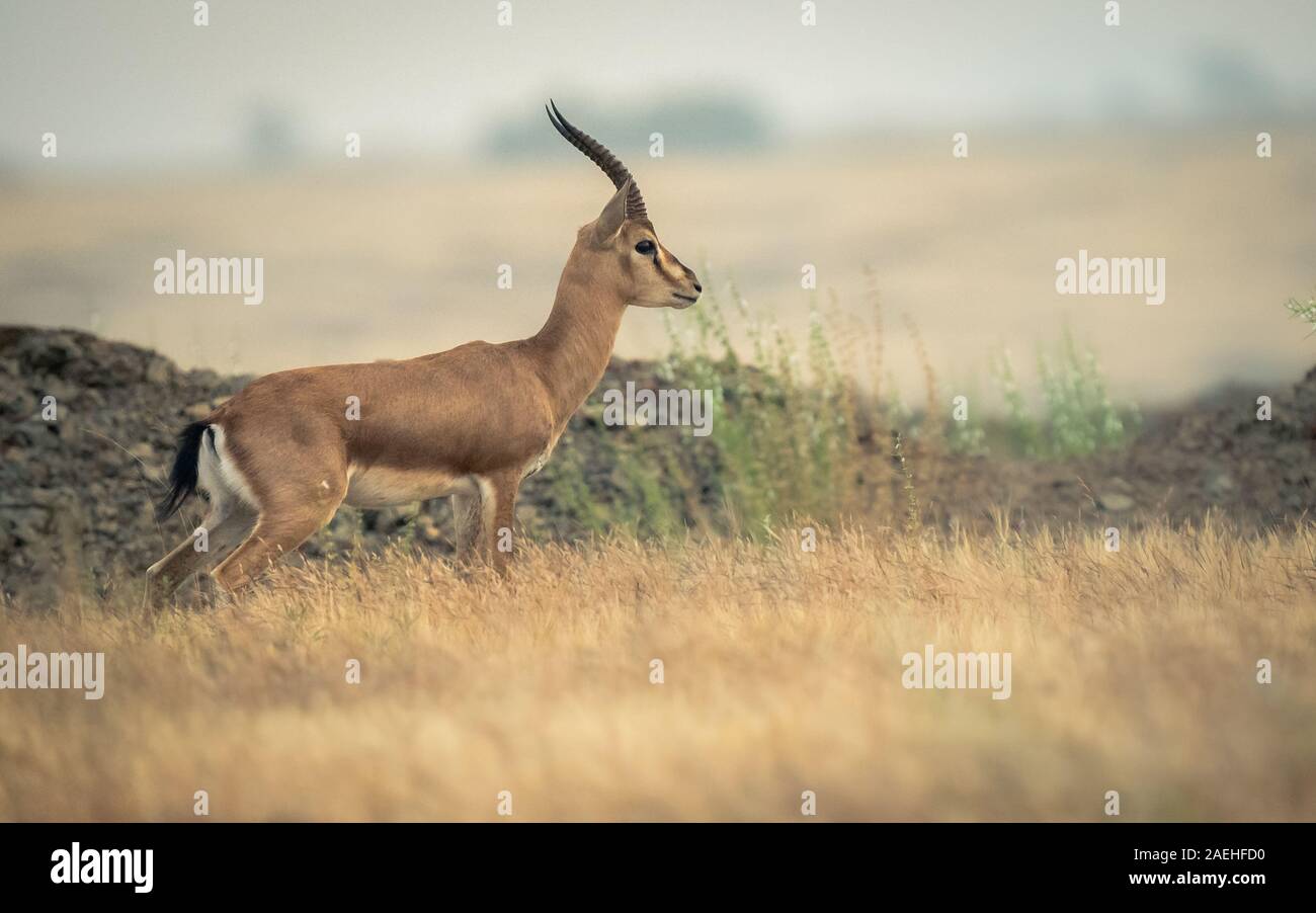 Isolierte schuss Chinkara oder indische Gazelle im Grasland der Inneren Maharashtra Stockfoto