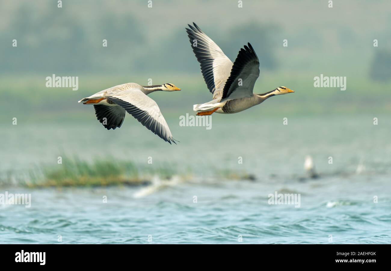 Bar vorangegangen Gänse fliegen über die Seen von Bhigwan während der Migration Stockfoto