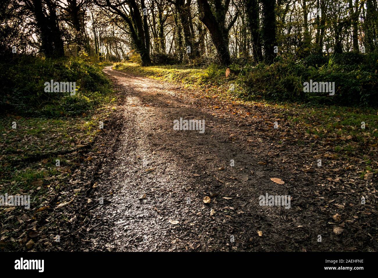 Am frühen Morgen Sonnenlicht silhouetting Bäume in Colan Woods, der überwucherte Gelände des historischen Tanne Hill Manor in Colan Pfarrei in Newquay in Cornwall. Stockfoto