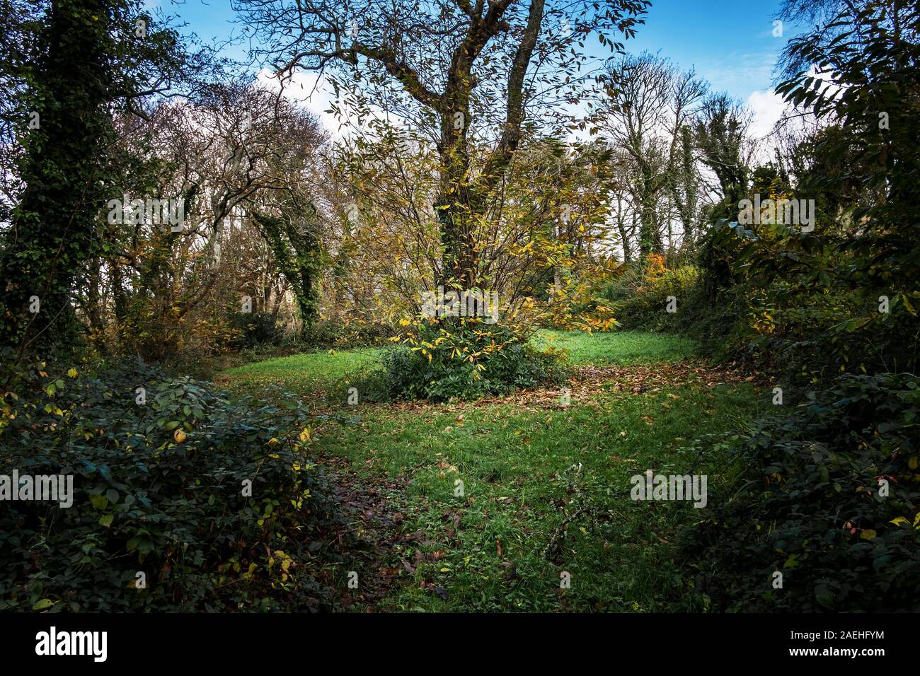 Colan Woods. Eine Edelkastanie Castanea sativa wächst in den bewachsenen Gelände des historischen Tanne Hill Manor in Colan Pfarrei in Newquay in Cornw Stockfoto