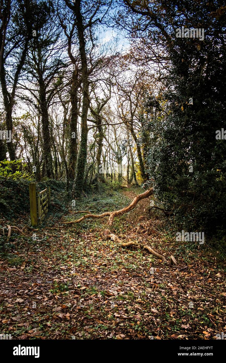 Colan Woods, der überwucherte Gelände des historischen Tanne Hill Manor in Colan Pfarrei in Newquay in Cornwall. Stockfoto