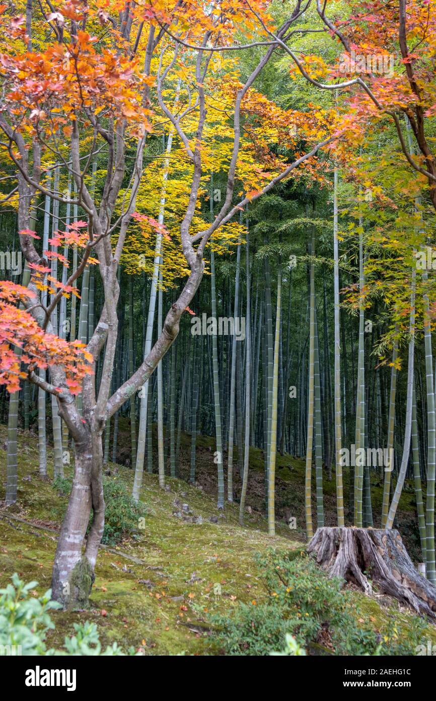 Garten mit Herbstfarben, ursprünglich erstellt von Musō Soseki, der Tenryū-ji Zen-buddhistischen Tempel, Kyoto, Japan Stockfoto