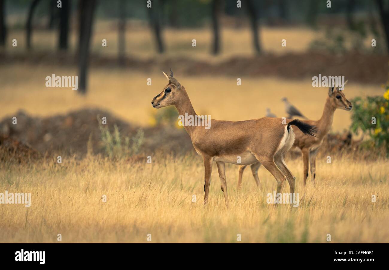 Chinkara oder indische Gazelle im Grasland der Inneren Maharashtra Stockfoto