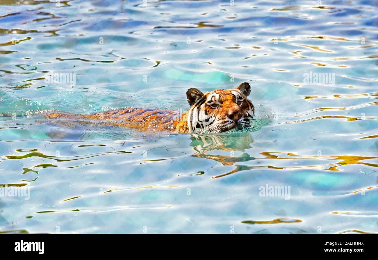 Bengal Tiger Schwimmen im Schwimmbad Stockfoto