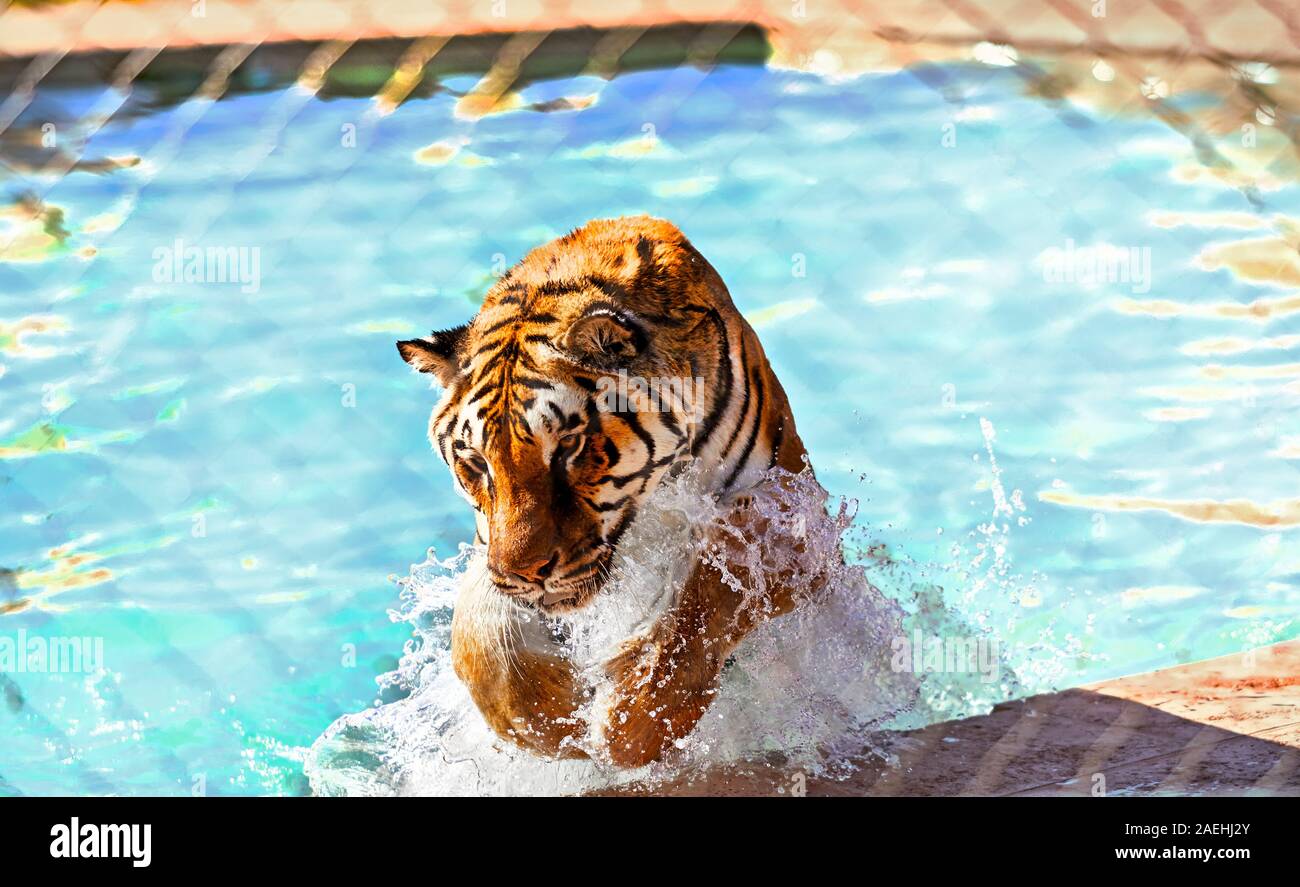 Tiger jumping Fotos und Bildmaterial in hoher Auflösung Alamy
