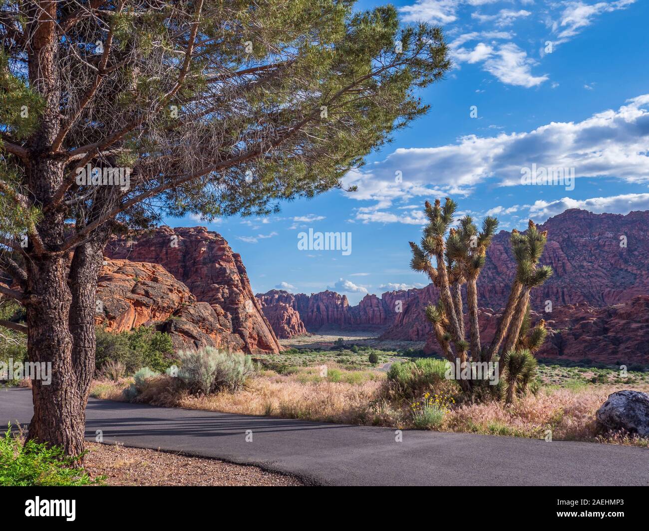 Fahrbahn und Joshua Tree in der Nähe des Campingplatz, Snow Canyon State Park, St. George, Utah. Stockfoto