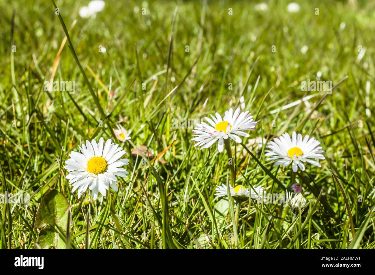 Grüne Wiese mit Blumen-Gänseblümchen Stockfoto