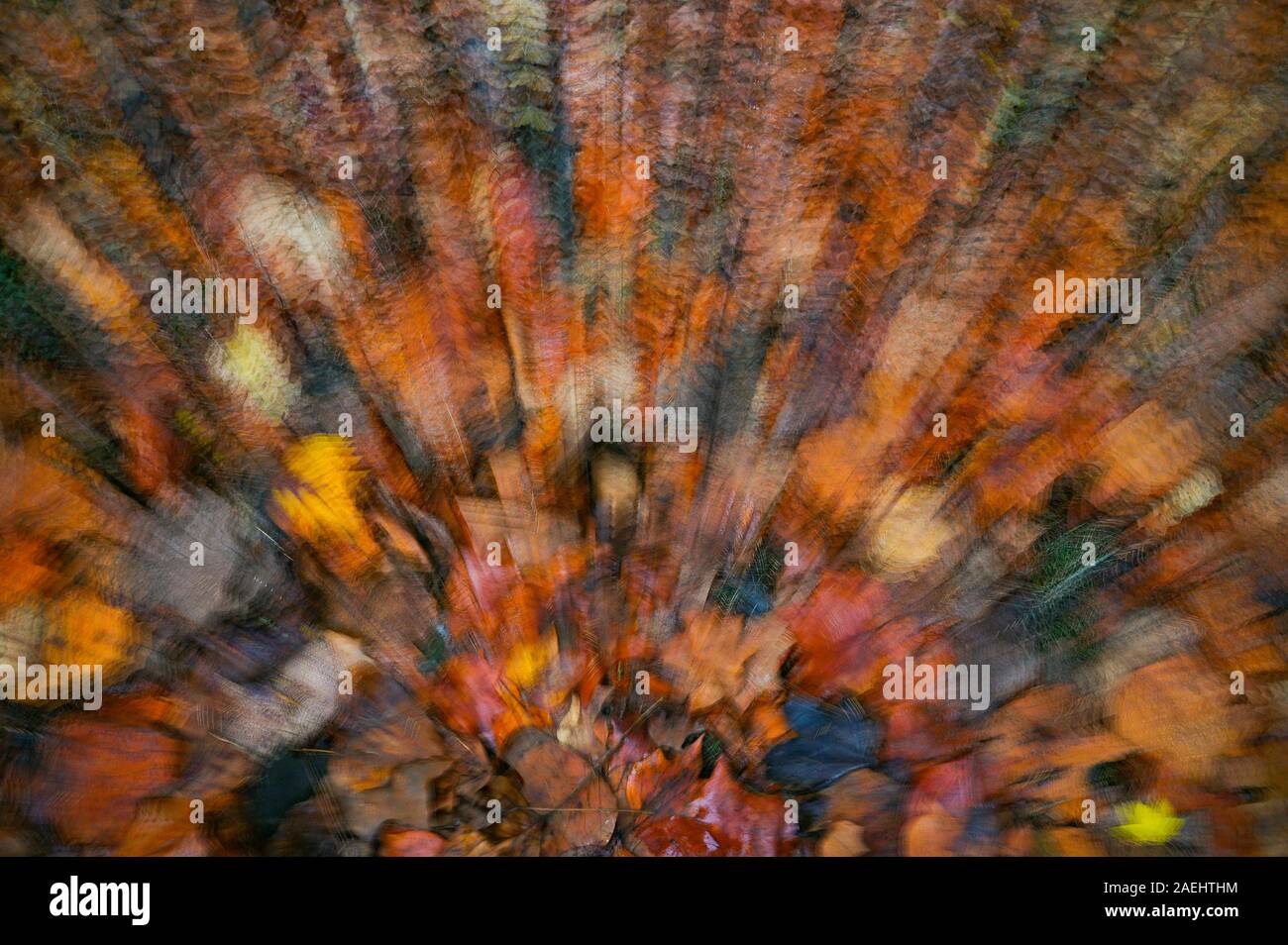 Herbstlaub psychedelischen Mehrfachbelichtung Stockfoto