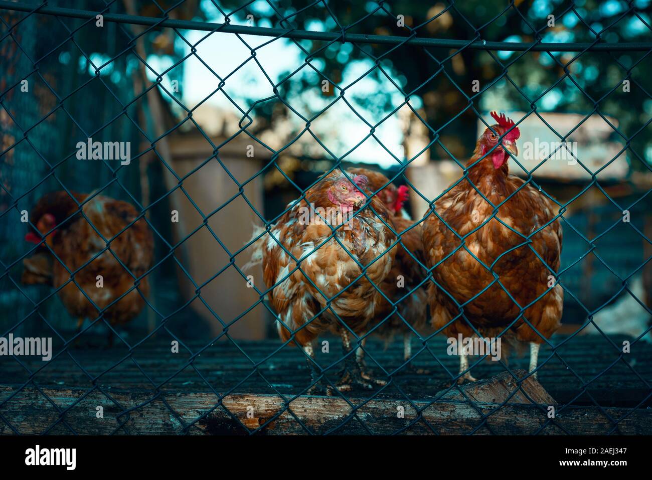 Rote Hühner hinter draht zaun an einer deutschen Hühnerfarm. Traurige Tiere hinter dem Zaun. Mauser rot Hühner Stockfoto