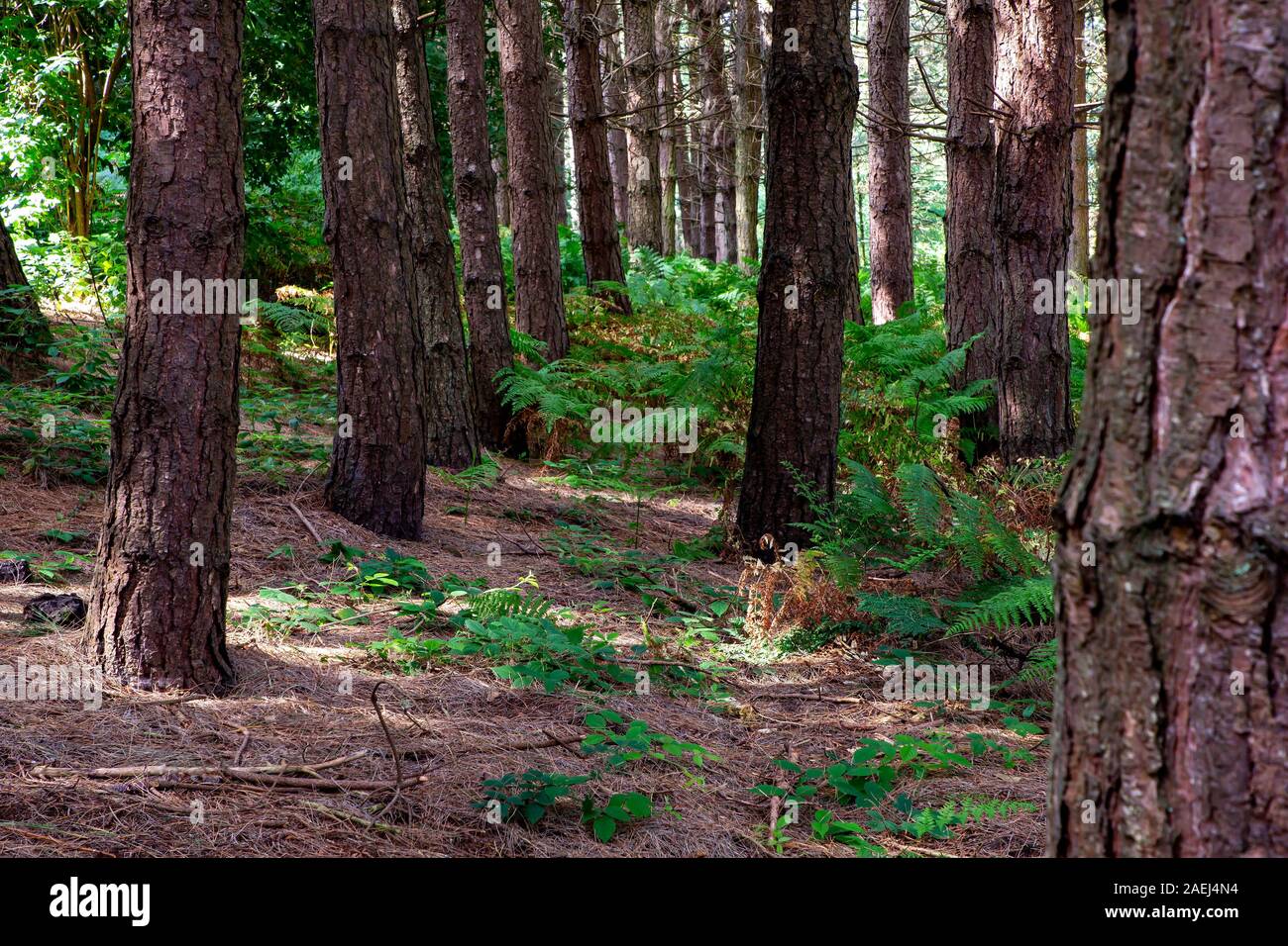 Reihe von Baumstämmen in einem Wald von Nadelbäumen bei Daresbury Firs mit Farnen, die auf dem Boden wehen Stockfoto