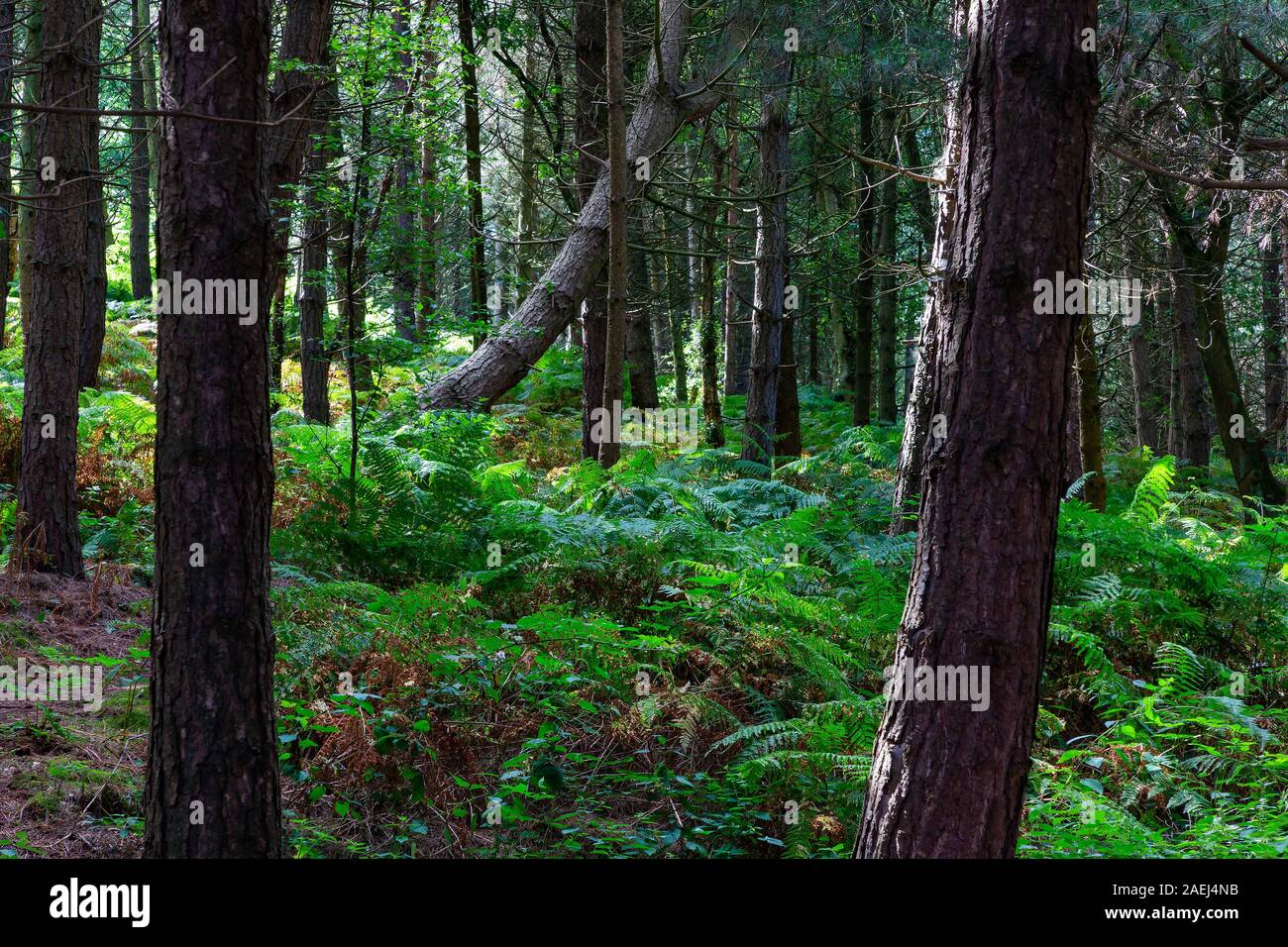 Ein gelehnter und gebogener Baumstamm in einem Wald von Nadelbäumen bei Daresbury Firs, in dem der Wind die Farne auf dem Boden weht Stockfoto