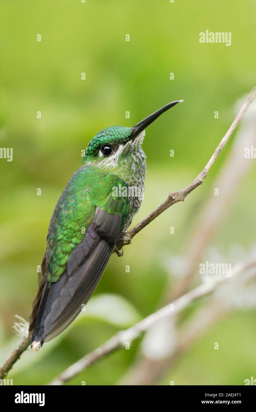Grün - gekrönte Brillant (Heliodoxa jacula) Weibchen auf Zweig, Alambi Nebelwald, Ecuador Stockfoto