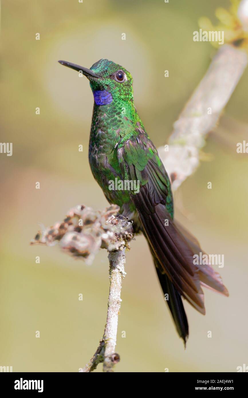 Grün - gekrönte Brillant (Heliodoxa jacula) männlichen auf Zweig, Alambi Nebelwald, Ecuador Stockfoto