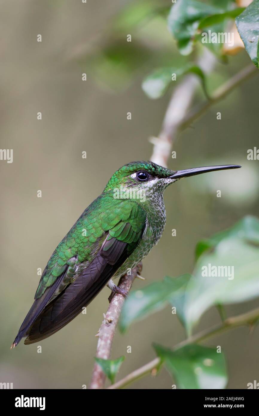 Grün - gekrönte Brillant (Heliodoxa jacula) Weibchen auf Zweig, Alambi Nebelwald, Ecuador Stockfoto