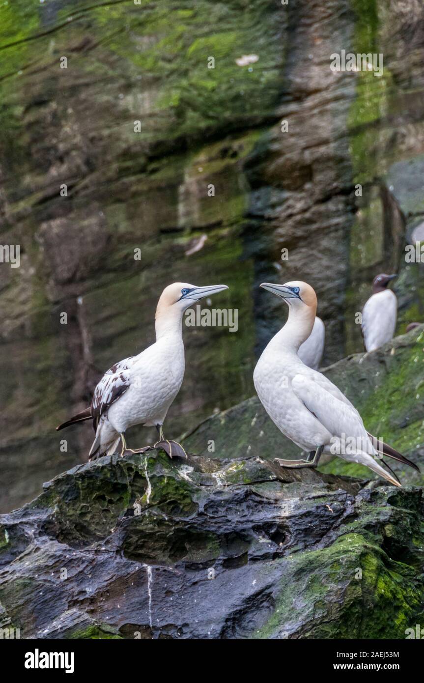 Ein paar Tölpel, Morus bassanus, Noss Klippen, Teil der Noss National Nature Reserve, in Shetland. Stockfoto