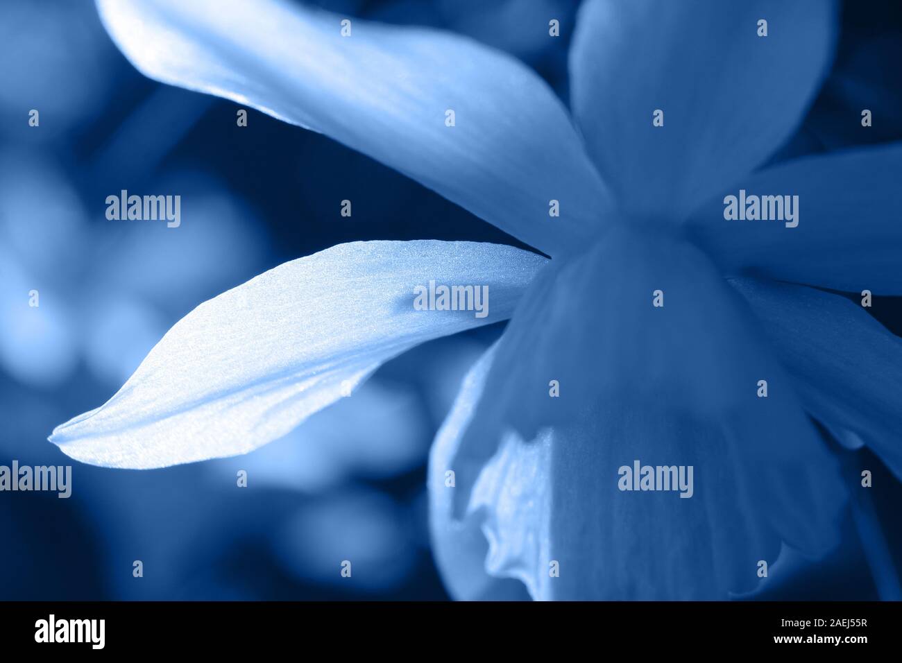 Sunlit Blütenblatt Zusammenfassung eines weißen Narzisse Blume, Classic blau getönt. Farbige Natur Hintergrund. Stockfoto