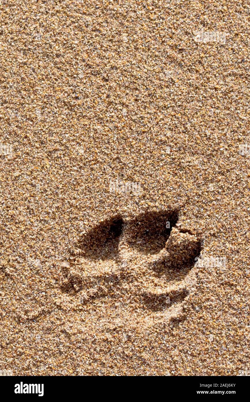 Ist ein Hund Pfotenabdruck links in den Sand des Strandes nach einem Spaziergang. Stockfoto