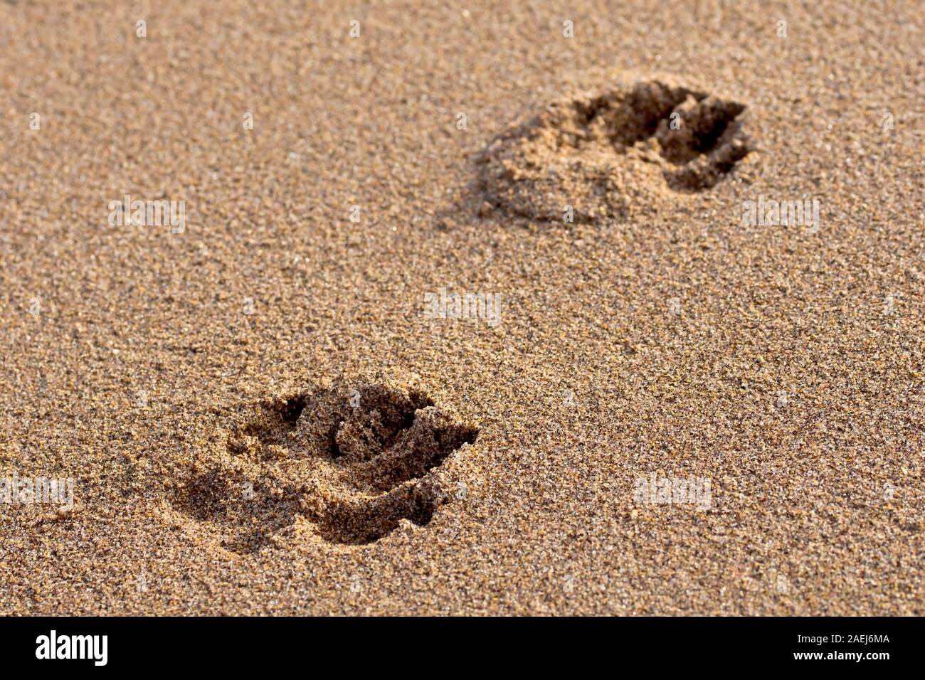 Pawprints ist ein Hund links in den Sand des Strandes nach einem Spaziergang. Stockfoto