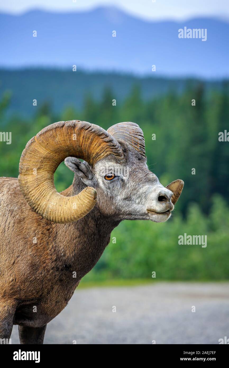 Bighorn Schaf, Ovis canadensis, in die kanadischen Rocky Mountains, Banff National Park, Alberta, Kanada. Stockfoto