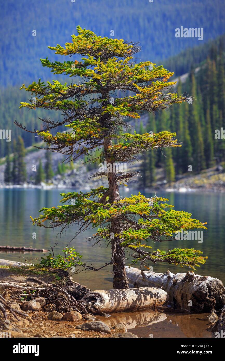 Einsame Nadelwälder Baum im Wasser, Moraine Lake, Banff National Park, Alberta, Kanada. Stockfoto