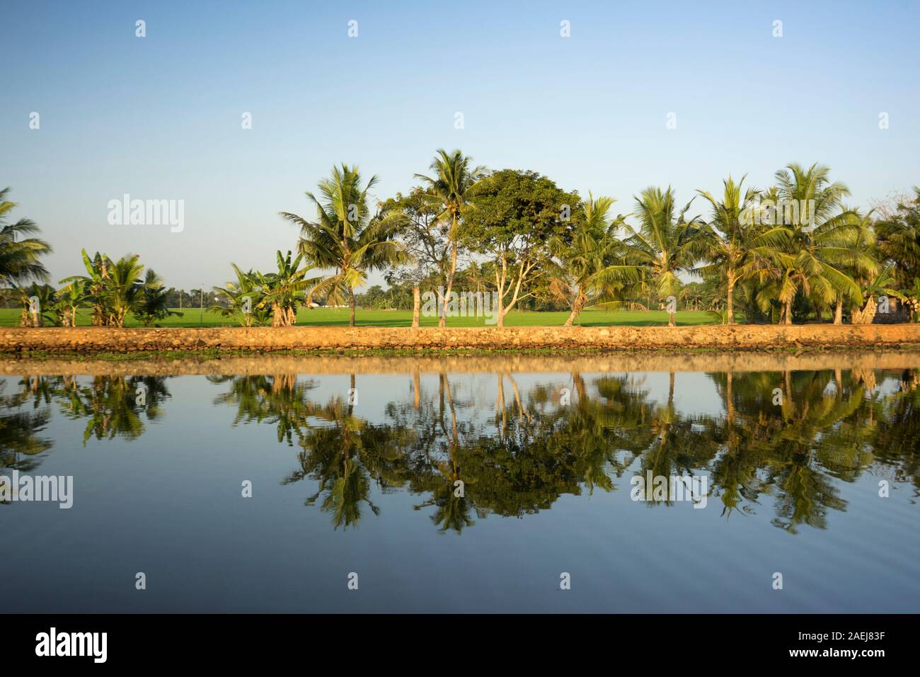 Palmen reflektieren auf die Backwaters, Kerala, Indien Stockfoto
