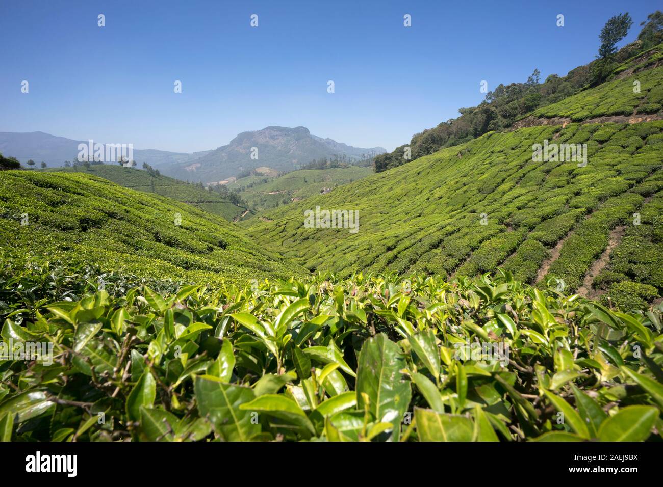 Munnar Tee Plantagen, Kerala, Indien Stockfoto