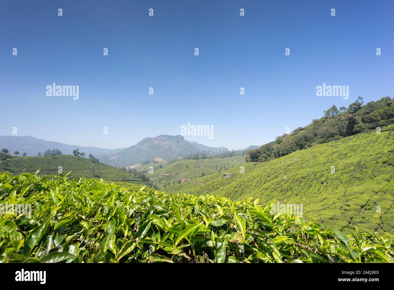 Munnar Tee Plantagen, Kerala, Indien Stockfoto