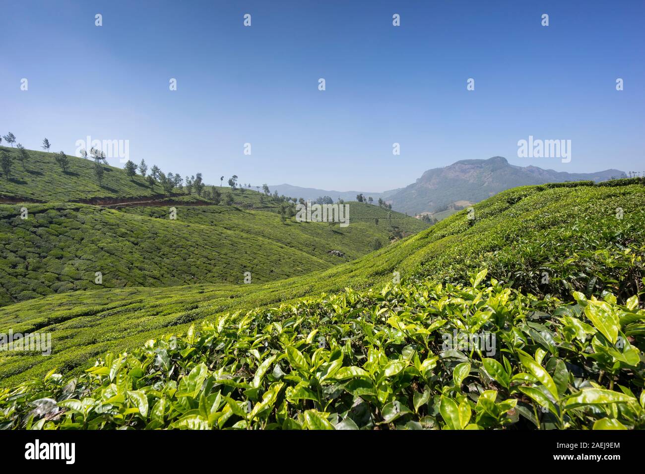 Munnar Tee Plantagen, Kerala, Indien Stockfoto