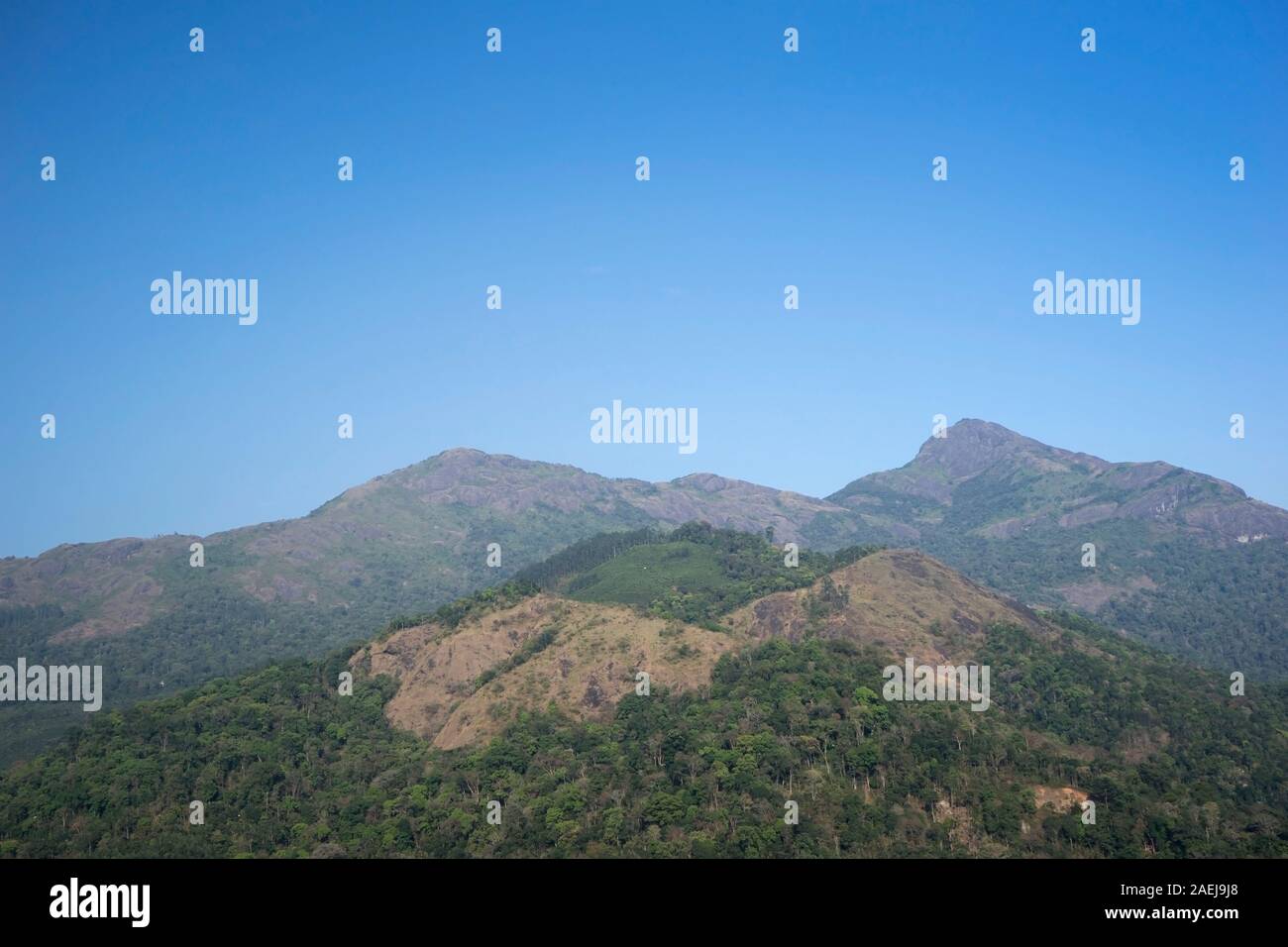 Hügel rund um Munnar, Kerala, Indien Stockfoto